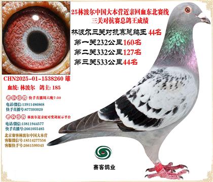 25林波爾中國(guó)大本營(yíng)近親回血東北賽線三關(guān)總鴿王44名