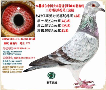 25林波爾中國(guó)大本營(yíng)近親回血東北賽線三關(guān)總鴿王43名