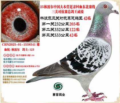 25林波爾中國(guó)大本營(yíng)近親回血東北賽線三關(guān)總鴿王42名