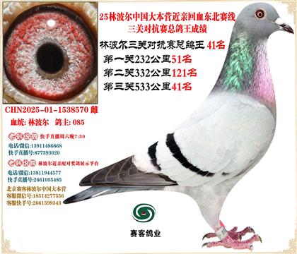 25林波爾中國(guó)大本營(yíng)近親回血東北賽線三關(guān)總鴿王41名