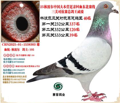 25林波爾中國(guó)大本營(yíng)近親回血東北賽線三關(guān)總鴿王40名