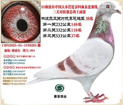 25林波爾中國(guó)大本營(yíng)近親回血東北賽線三關(guān)總鴿王38名
