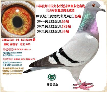 25林波爾中國(guó)大本營(yíng)近親回血東北賽線三關(guān)總鴿王35名