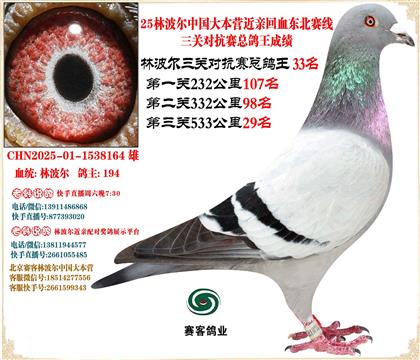 25林波爾中國(guó)大本營(yíng)近親回血東北賽線三關(guān)總鴿王33名