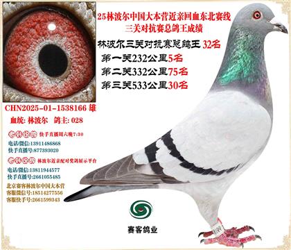25林波爾中國(guó)大本營(yíng)近親回血三關(guān)總鴿王32名同窩46名