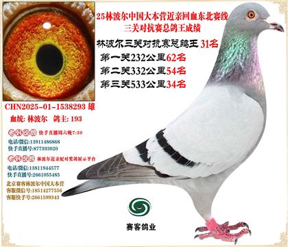 25林波爾中國(guó)大本營(yíng)近親回血東北賽線三關(guān)總鴿王31名