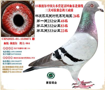 25林波爾中國(guó)大本營(yíng)近親回血東北賽線三關(guān)總鴿王24名