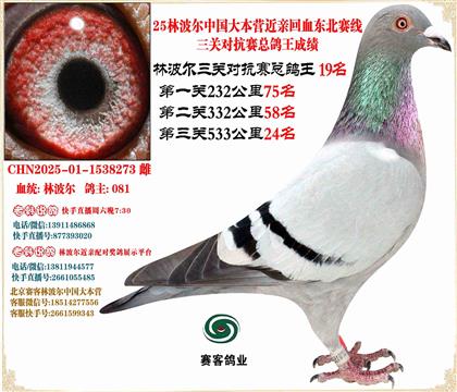 25林波爾中國(guó)大本營(yíng)近親回血東北賽線三關(guān)總鴿王19名