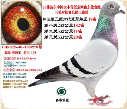 25林波爾中國(guó)大本營(yíng)近親回血東北賽線三關(guān)總鴿王17名