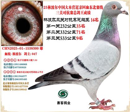 25林波爾中國(guó)大本營(yíng)近親回血東北賽線三關(guān)總鴿王14名