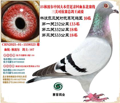 25林波爾中國(guó)大本營(yíng)近親回血東北賽線三關(guān)總鴿王10名