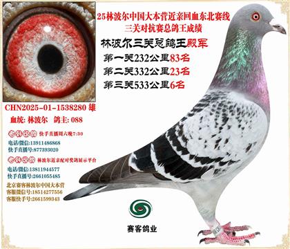 25林波爾中國(guó)大本營(yíng)近親回血東北賽線三關(guān)鴿王總殿軍