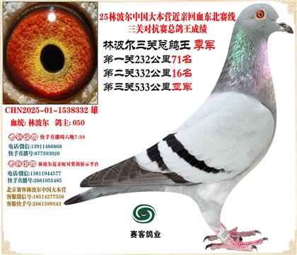 25林波爾中國(guó)大本營(yíng)近親回血東北賽線三關(guān)鴿王總季軍