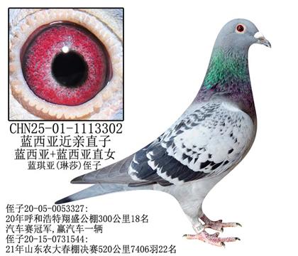 藍(lán)西亞近親直子-1