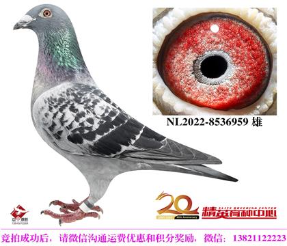 荷蘭頂級速度強(qiáng)豪原舍種雄