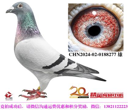 蓋比世界銘鴿”閃電號“高代近親