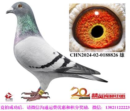 凡登布克鴿王冠軍薩甘極度近親