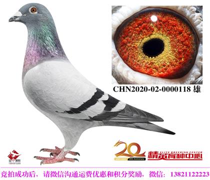 奶酪鴿系鼻祖”奶酪小子“直孫