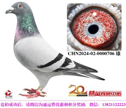 奶酪傳奇銘鴿”年輕托爾“直子