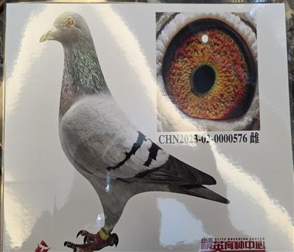 W(lin)wW늻Ѫ?sh)ֱOŮ576