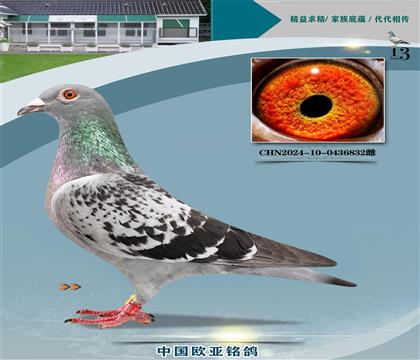 Wԭʼ03H073XֱOŮ063