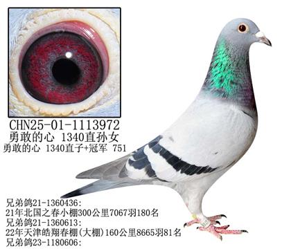 勇敢的心 1340直孫女-17