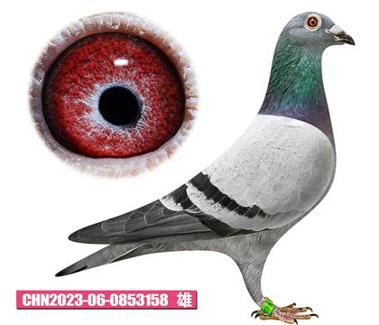 凡戴克-所向無敵158