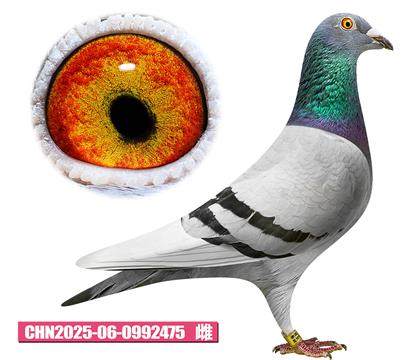 安東尼麥斯-賽洛公主475