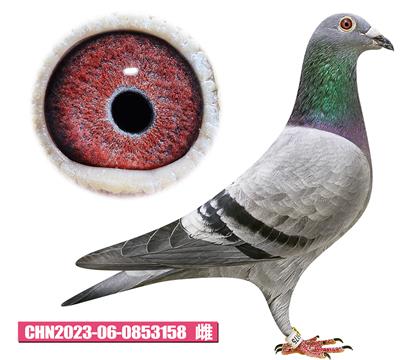 凡德帕斯-路易佳人175