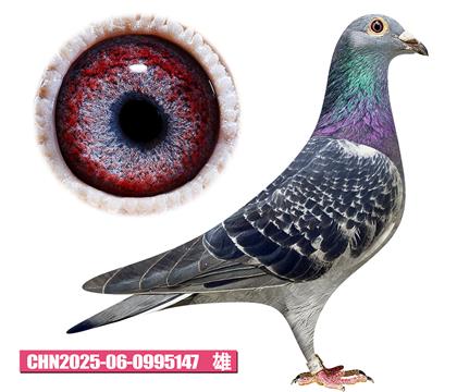 佛卡門-野馬號147