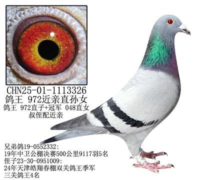 鴿王 972近親直孫女-20