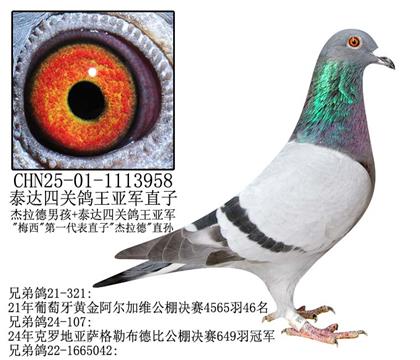 泰達(dá)四關(guān)鴿王亞軍直子-21