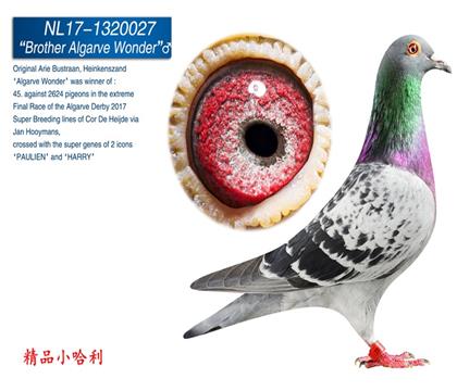 N17-1320027   ӾSEȫֵܡ  