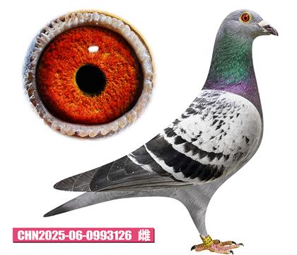 考夫曼-芭比公主126