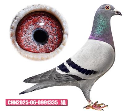 安東尼-賽洛少年335