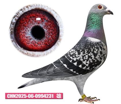 胡曼斯-哈利號(hào)231