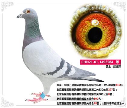 北京五星國際賽鴿俱樂部三關(guān)綜合78名 雌