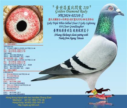 wP(gun)C4λ823XwW038HOŮ