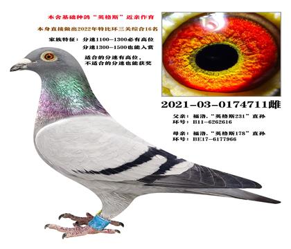 ƽָ롢Ӣ˹231ֱXӢ˹178ֱ