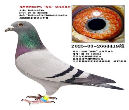 صƼ˹240XȫֵܡֱŮ