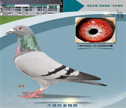 wԭ?sh)ֱ?51X?sh)ֱ?88H