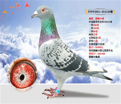 臺灣大全鴿舍“恐怖59系“作出 本身成績五關(guān)綜合5名