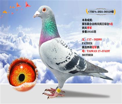 臺灣飛鴻賽鴿競翔作出 本身成績四關(guān)鴿王綜合8名