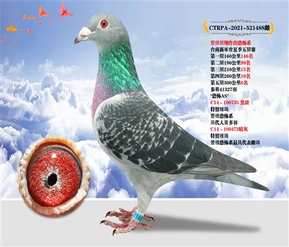 臺灣豐穩(wěn)競翔作出”恐怖系“本身300公里6名