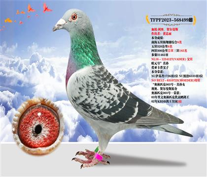 臺灣黃忠直”利奧.赫爾曼斯“ 本身成績300公里亞軍