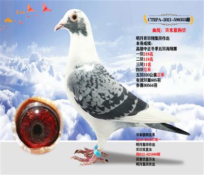 臺灣明月集團作出 本身成績320公里亞軍