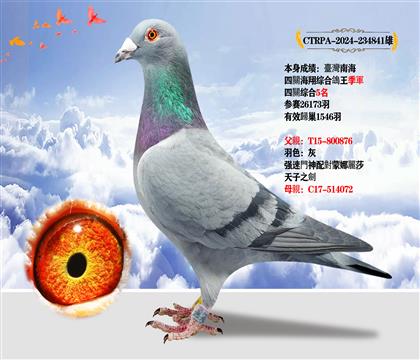 臺灣強速鴿族”天子之劍“ 本身成績:四關(guān)鴿王季軍