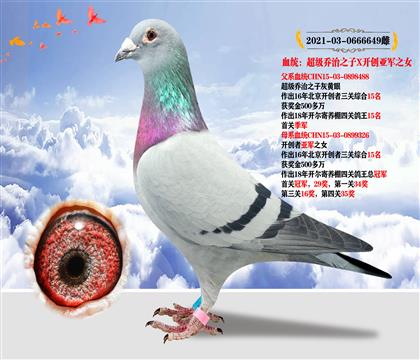 唐山陽光”超級喬治之子X開創(chuàng)亞軍志女“作育