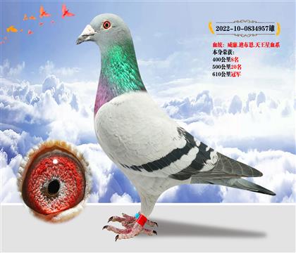 威廉.迪布恩”天王星血系“ 本身榮獲610公里冠軍