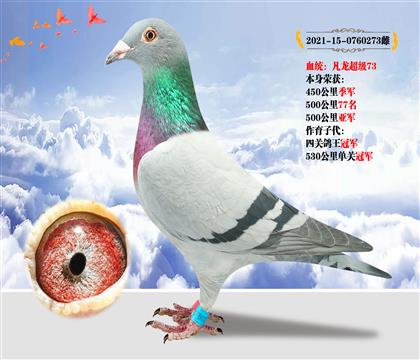 血統(tǒng):凡龍超級73 本身榮獲500公里亞軍